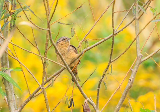 �A���X�C2025/10/27�Γ��E�~�T�SPEOSR7+100-400II