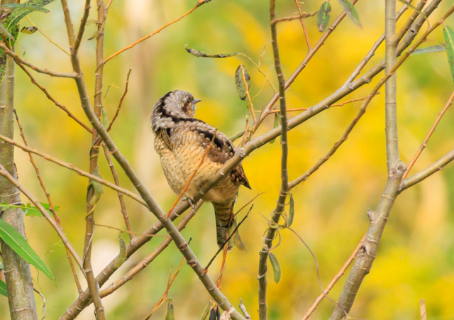 �A���X�C2025/10/27�Γ��E�~�T�SPEOSR7+100-400II