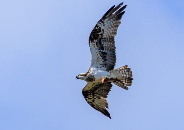 �~�T�S2025/10/27���@��EOSR7+100-400II