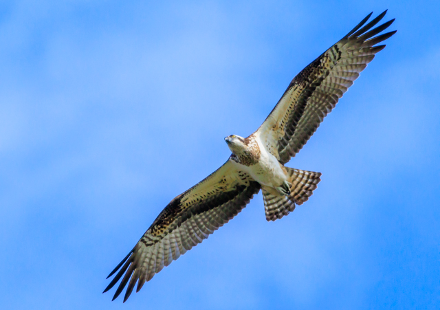 </font><br>0/00EOSR7+100-400II