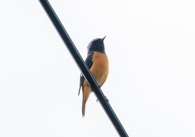 WEr^L2025/10/31ߏEOSR7+100-400II