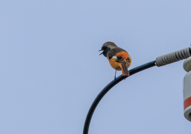 WEr^L2025/10/31ߏEOSR7+100-400II