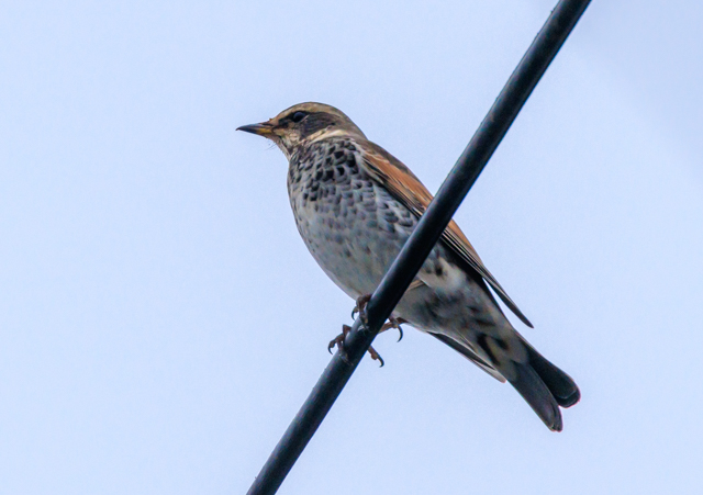 cO~2025/11/13˒EOSR7+100-400II