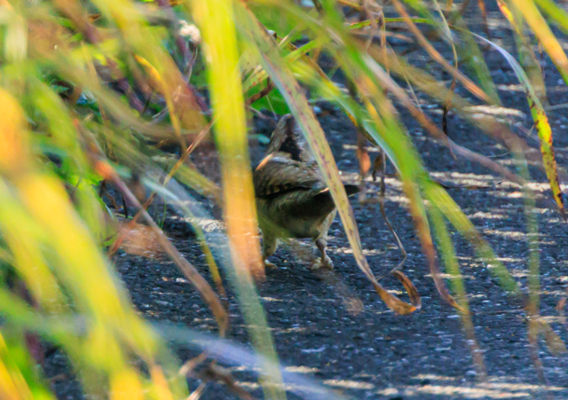 AXCH2025/11/15ÐEOSR7+100-400II