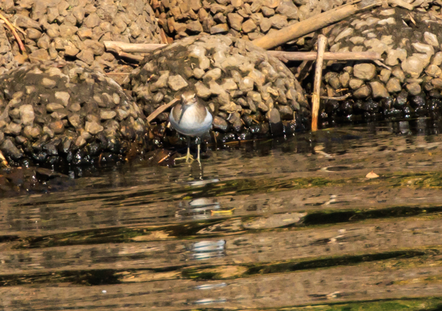 C\VM2025/11/17ÐEOSR7+100-400II