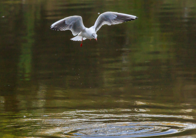 J2025/11/18x͌EOSR7+100-400II