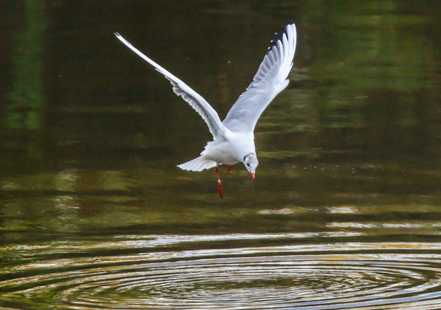 J2025/11/18x͌EOSR7+100-400II