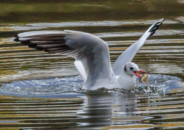 J2025/11/18x͌EOSR7+100-400II