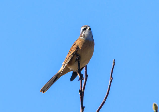 zIW2025/11/20qhEOSR7+100-400II