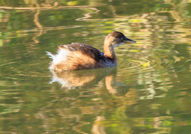 JCcu2025/11/22x͌EOSR7+100-400II