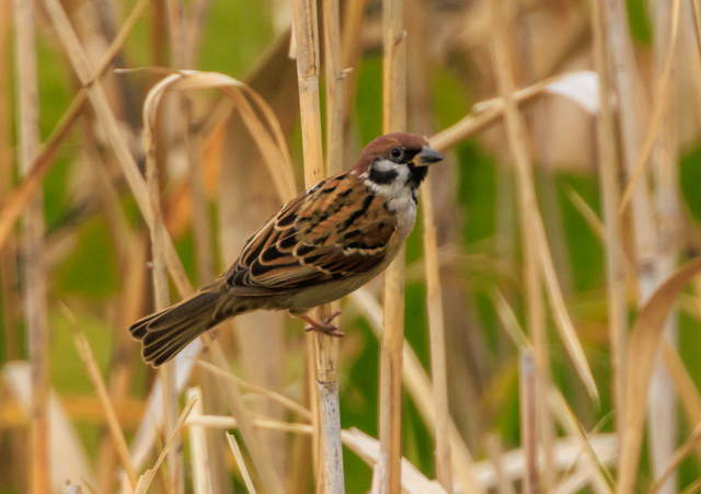 XY2025/11/23ΓEpWEOSR7+100-400II