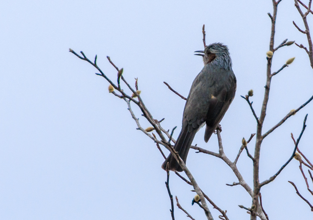 qh2025/11/23ΓEpWEOSR7+100-400II