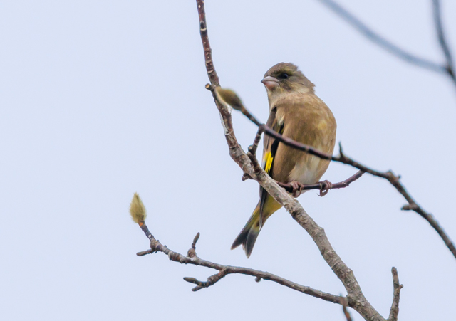 Jq2025/11/23ΓEpWEOSR7+100-400II