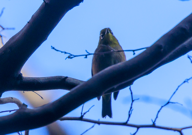 ���W��2025/11/27�˒�����EOSR7+100-400II