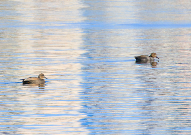 �I�J���V�K��2025/11/29�Γ��E�~�T�SPEOSR7+100-400II