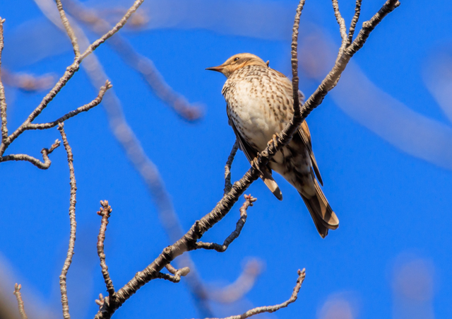 �c�O�~2025/11/30���w��EOSR7+100-400II