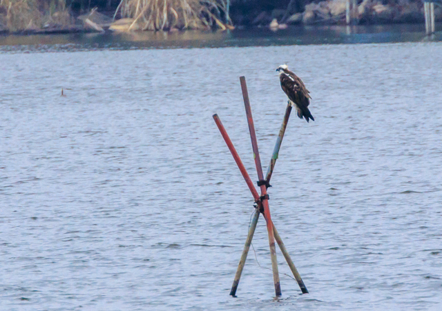 �~�T�S2025/12/2�Γ��E�~�T�SPEOSR7+100-400II