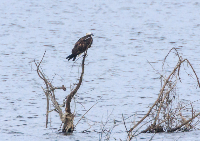 �~�T�S2025/12/2�Γ��E�~�T�SPEOSR7+100-400II