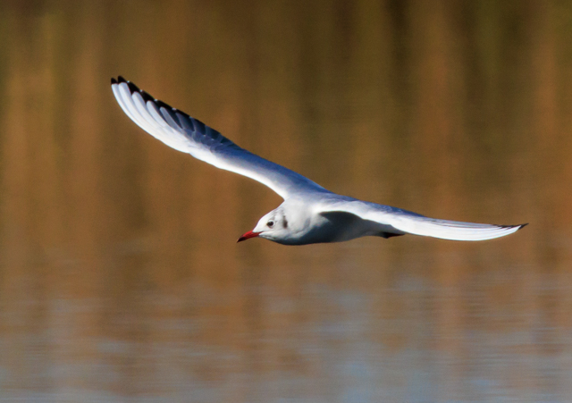 �����J����2025/12/4��x��͌�EOSR7+100-400II