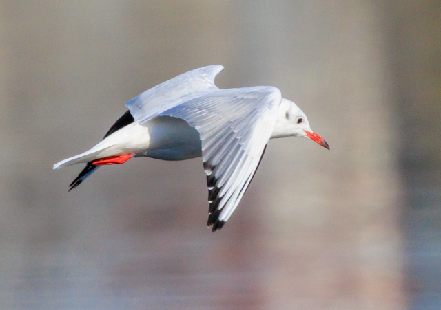 �����J����2025/12/4��x��͌�EOSR7+100-400II