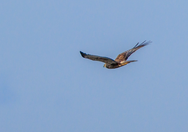 �`���E�q2025/12/5�Γ��E����EOSR7+100-400II