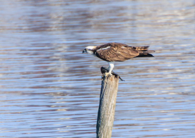 �~�T�S2025/12/6�Γ��E�~�R�A�C�TPEOSR7+100-400II