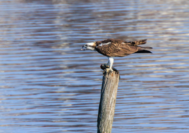 �~�T�S2025/12/6�Γ��E�~�R�A�C�TPEOSR7+100-400II