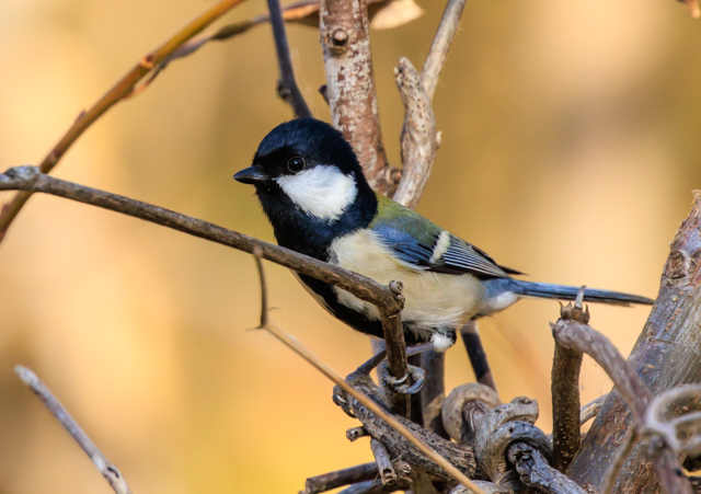 �V�W���E�J��2025/12/8���@��EOSR7+100-400II