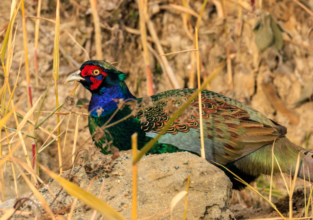 キジ2025/12/11緑道・湾弩EOSR7+100-400II