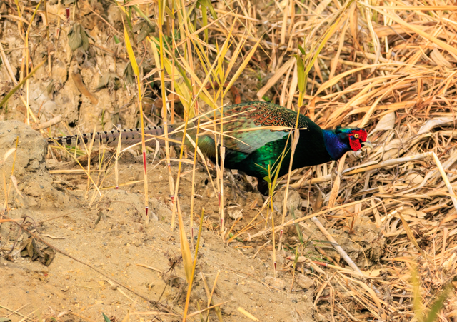 キジ2025/12/11緑道・湾弩EOSR7+100-400II