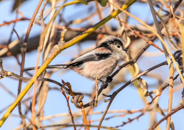 エナガ2025/12/13緑道・ミサゴPEOSR7+100-400II