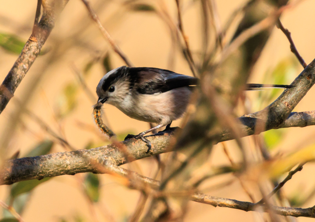 エナガ2025/12/13緑道・ミサゴPEOSR7+100-400II