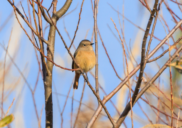ジョウビタキ2025/12/13緑道・ミサゴPEOSR7+100-400II