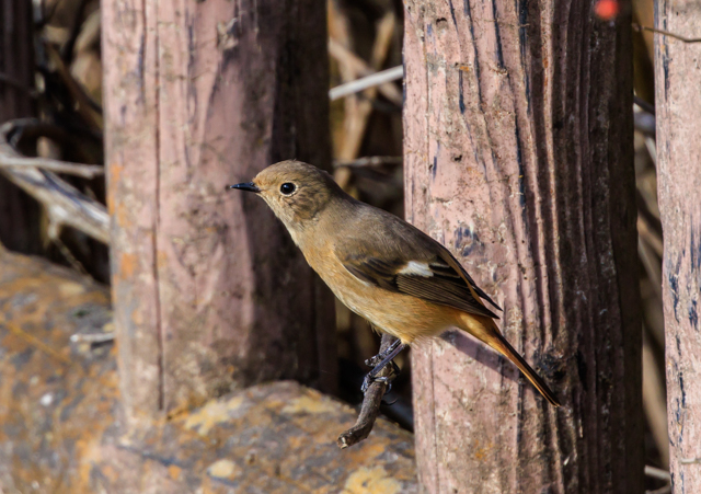 ジョウビタキ2025/12/13緑道・ミサゴPEOSR7+100-400II