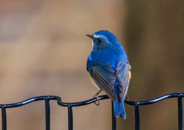 ルリビタキ2025/12/16戸張公園EOSR7+100-400II