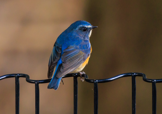 ルリビタキ2025/12/16戸張公園EOSR7+100-400II