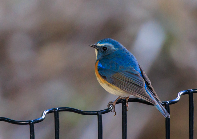 ルリビタキ2025/12/16戸張公園EOSR7+100-400II