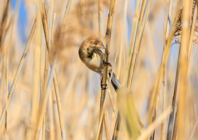 オオジュリン2025/12/16緑道・戸張EOSR7+100-400II