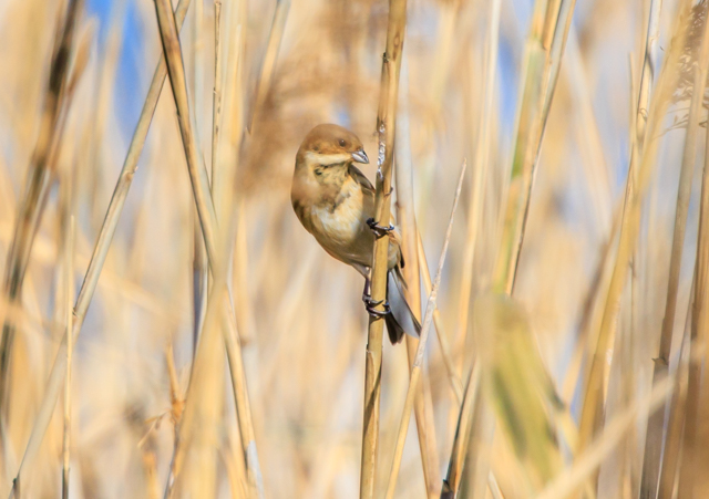 オオジュリン2025/12/16緑道・戸張EOSR7+100-400II