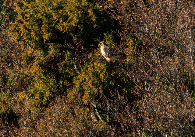 �m�X��2025/12/18�˒���EOSR7+100-400II