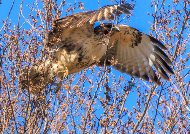 �m�X��2025/12/18�˒���EOSR7+100-400II