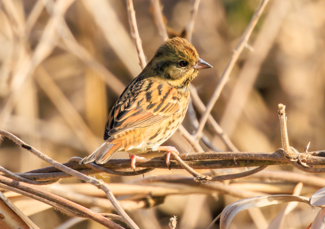 �A�I�W2025/12/19�Γ��E�˒�EOSR7+100-400II