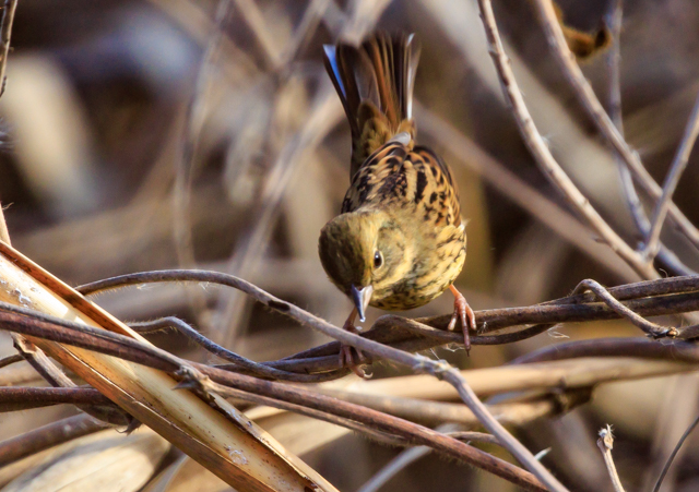 �A�I�W2025/12/19�Γ��E�˒�EOSR7+100-400II