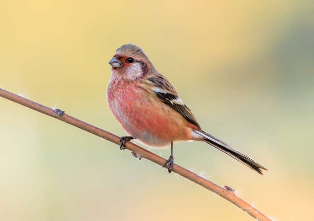 �x�j�}�V�R2025/12/19���@��EOSR7+100-400II