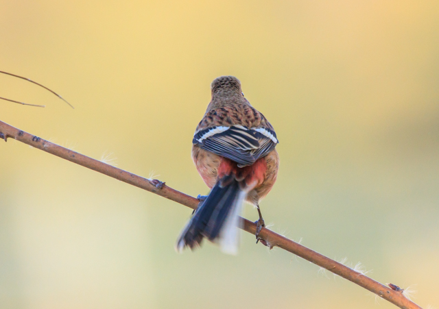 �x�j�}�V�R2025/12/19���@��EOSR7+100-400II