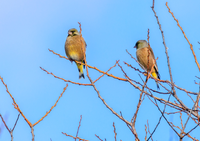 �J�����q��2025/12/22�Γ��E�~�T�SPEOSR7+100-400II