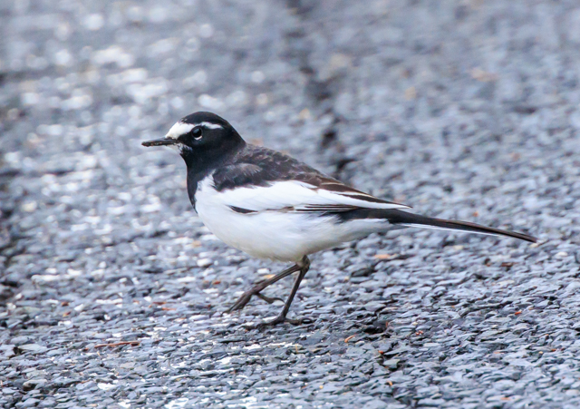 �Z�O���Z�L���C2025/12/25�Γ��E����EOSR7+100-400II