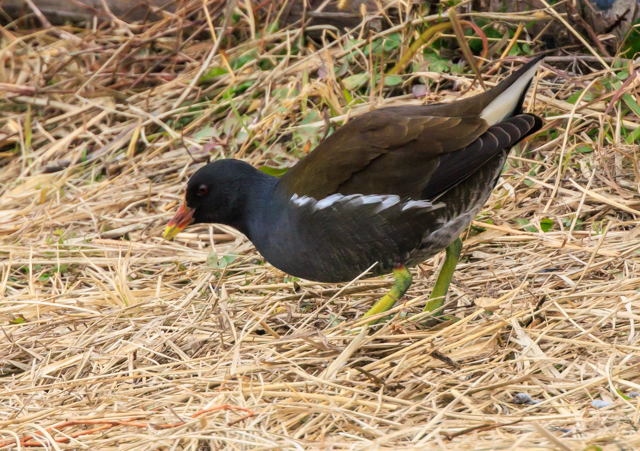 �o��2025/12/27���@��EOSR7+100-400II