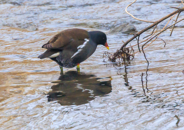 �o��2025/12/27���@��EOSR7+100-400II