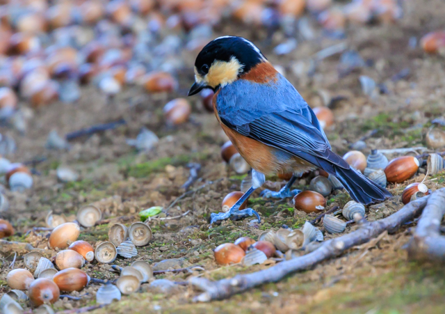 ���}�K��2025/12/30�˒�����EOSR7+100-400II